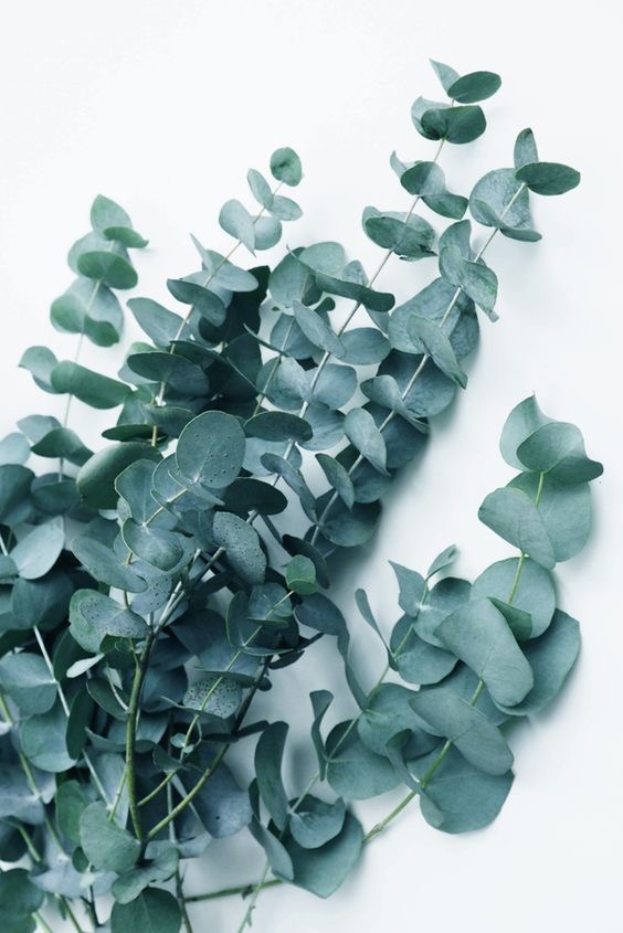 Eucalyptus  fragrance (100ml)