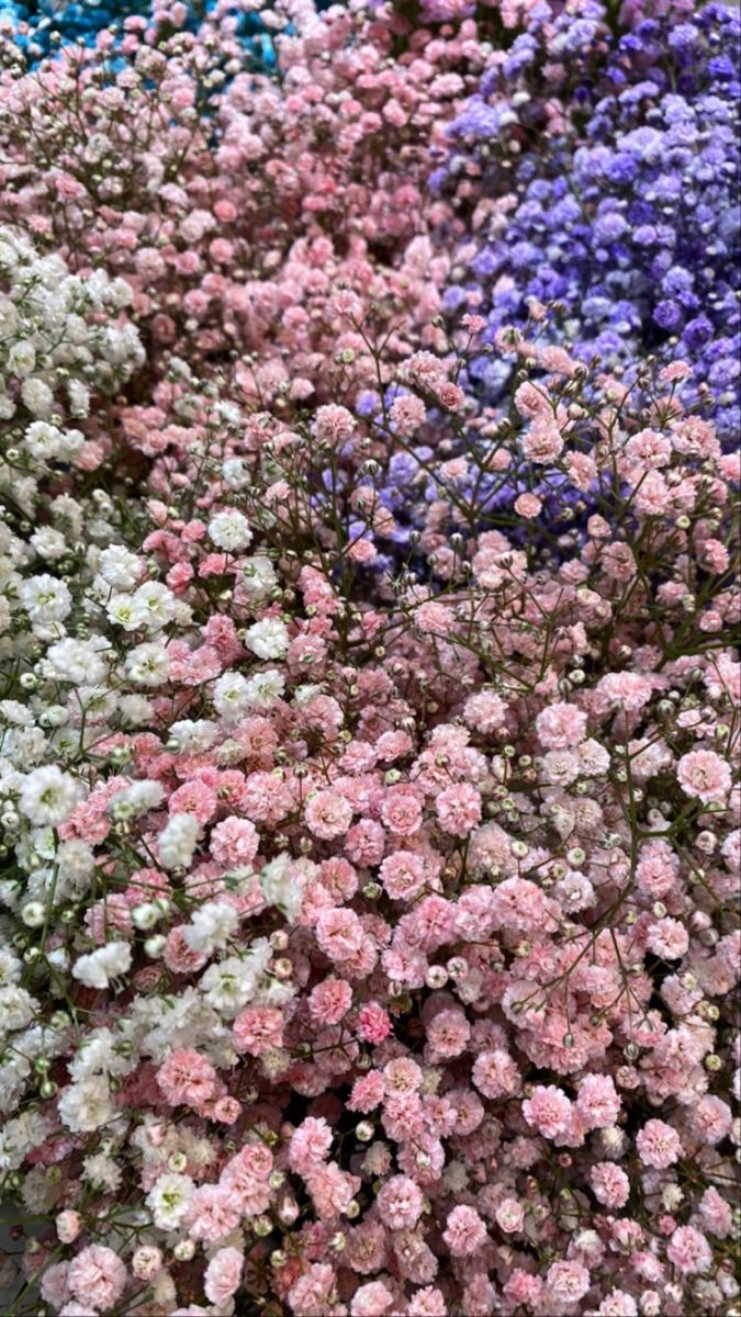 Angel’s breath fragrance (100ml)